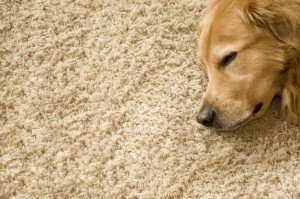 carpets, 