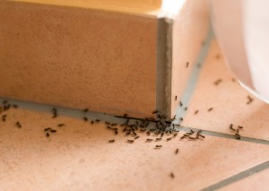Ants in the kitchen? Don't worry, just follow our tips!
