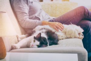 5 Things to Ask Yourself When Searching for A Pet-Friendly Apartment